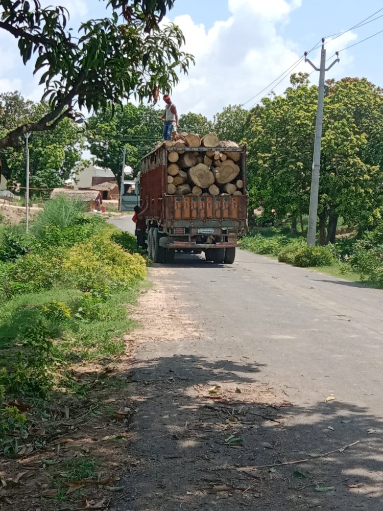 लकड़ी माफिया के साथ-साथ इलाके के एक आरा मशीन संचालन यह की भूमिका सवालों के घेरे में